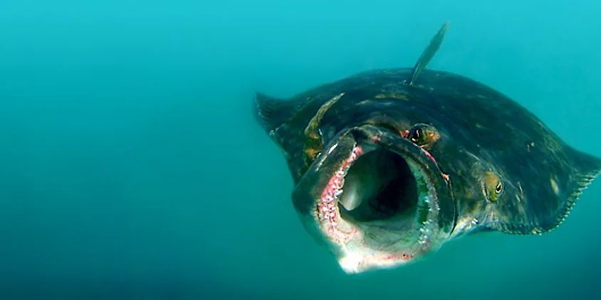 Etter suksess med sport- og fritidsfiske, ønsker Kvalvik Bait nå å tiltrekke seg den kommersielle fiskerinæringen. Her en kveite som er i ferd med å bite på agnet. Foto: Kvalvik Bait