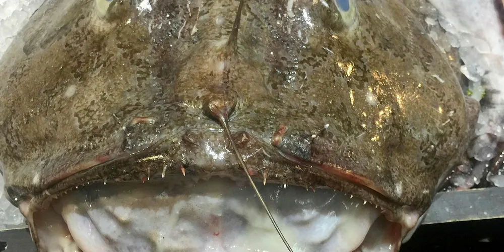 Monkfish: A big seller for Océalliance.