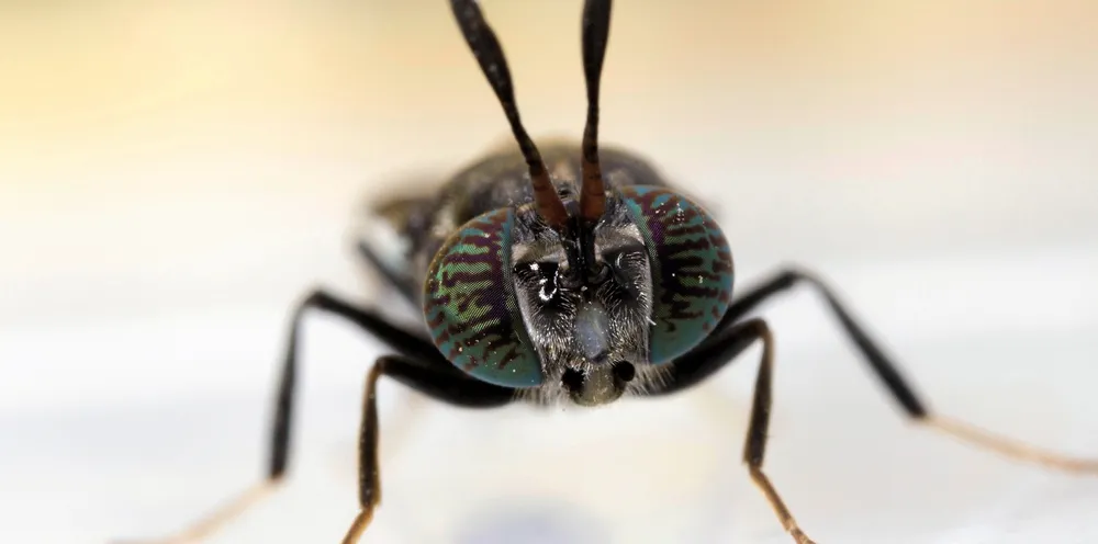 Multi X's insect feed alliance with BioMar is groundbreaking in Chile.