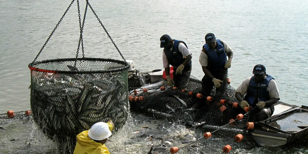 Catfish is one of America's leading aquaculture species.