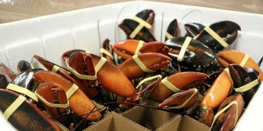 The US lobster industry will be hit particularly hard by China's retaliatory tariffs.