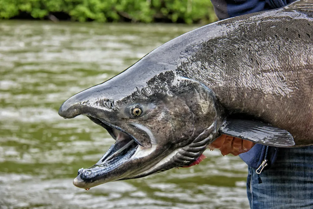 The Wild Fish Conservancy is petitioning the US government to list king salmon from the Gulf of Alaska as endangered.