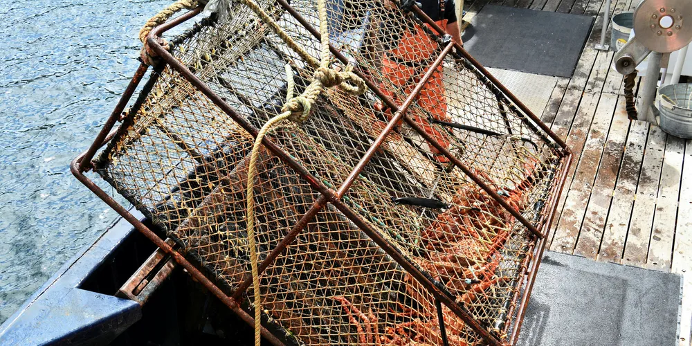 Alaska king crab is a hot commodity in China.