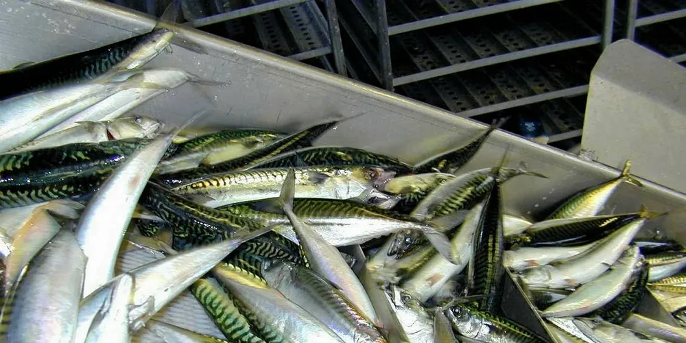 MAKRELL: Det er duket for makrellfiske for ringnotflåten.