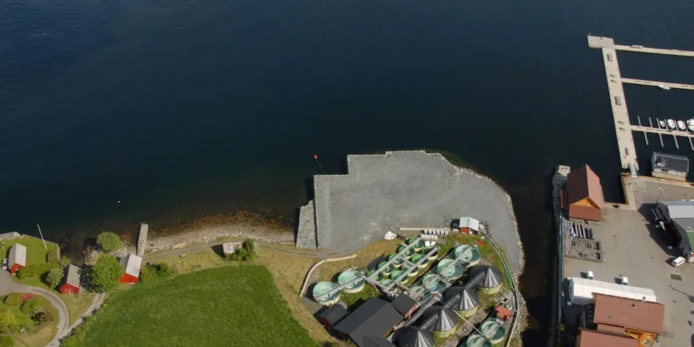 Alsaker Fjordbruk satser på produksjon av rognkjeks. Foto: Alsaker Fjordbruk