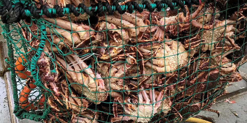 Kongekrabbeteine med kraftig netting og uten råtnetråd under et opprenskningstokt. Teinen har ligger fire måneder i sjøen, og har kontinuerlig fisket krabbe.