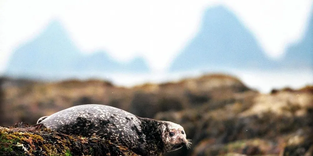 Steinkobbe, den minste av norges to kystseler. Foto: Jan Tomas Espedal, DN.