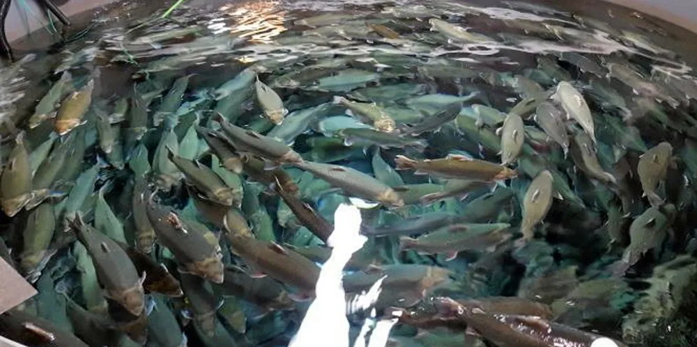 The company estimated it lost 95,000 to 100,000 fish worth at least CAD 600,000.