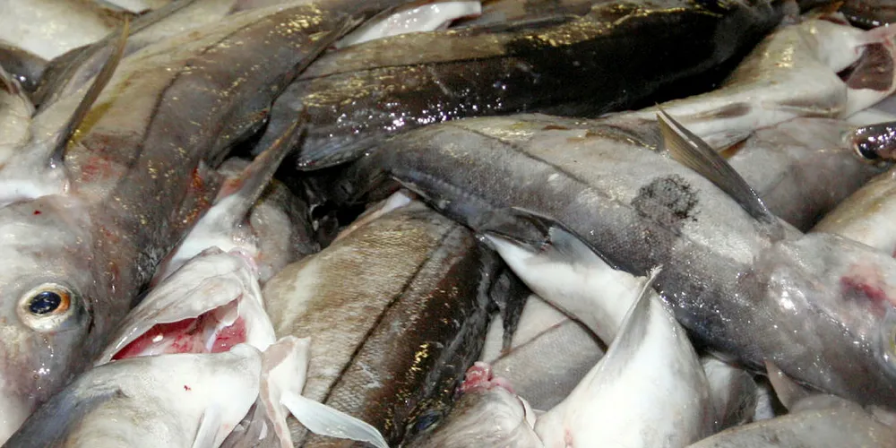 Fillets dominate the US demand, while UK prefers fresh haddock.