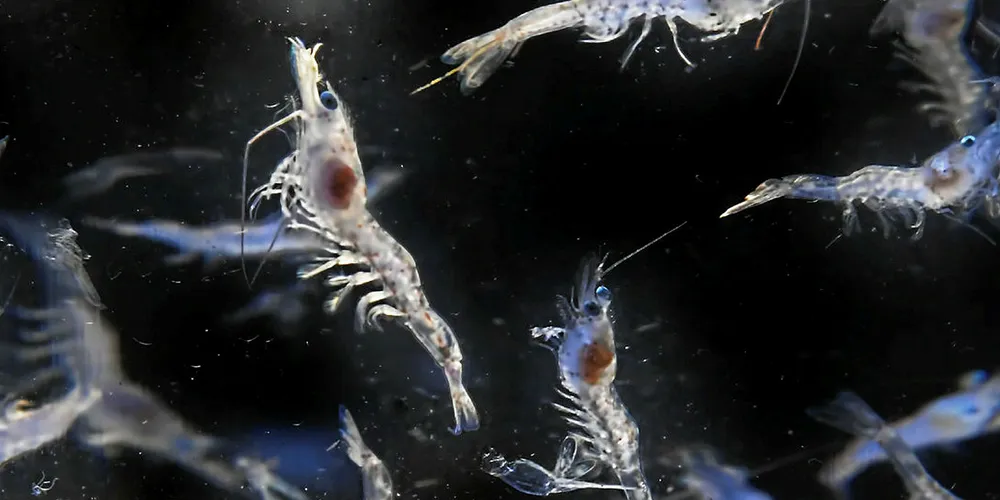 To get shrimp and many marine fish to this post-larvae point, millions of dollars is spent on an unpredictable source of live feed.