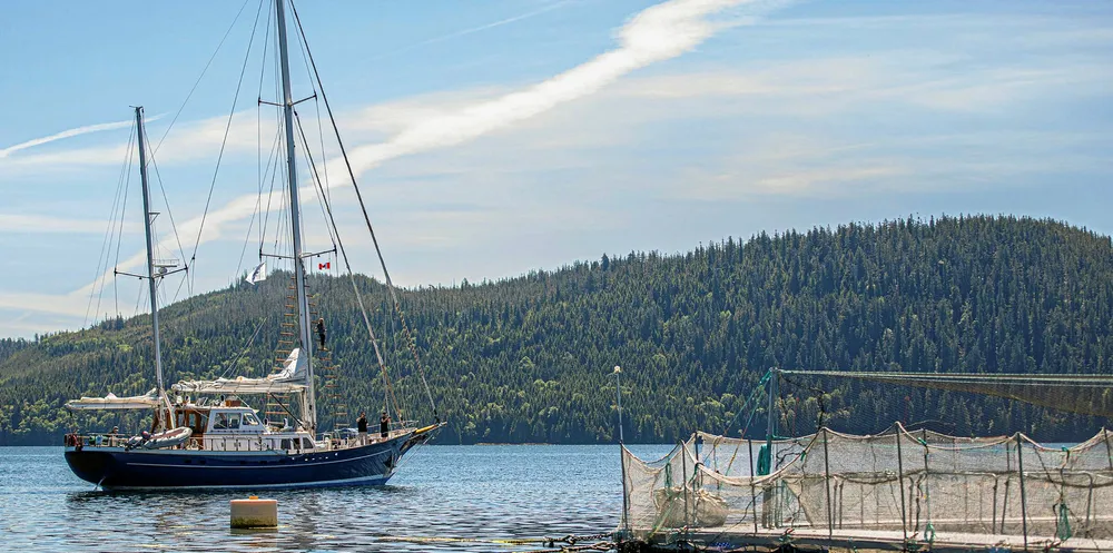 Supported by Sea Shepherd, Tla-o-qui-aht members deployed underwater cameras in June of 2019 to document the state of farmed salmon inside Creative Salmon pens in BC.
