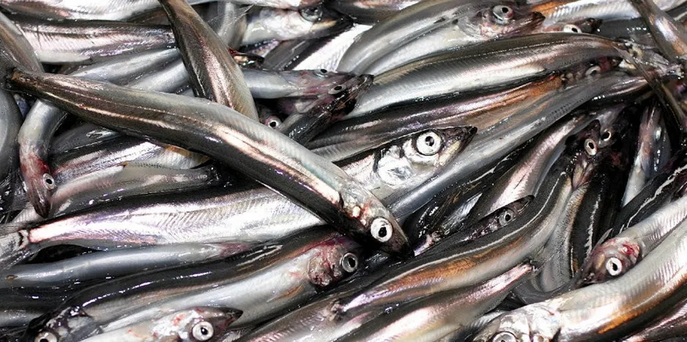 Russiske fiskere er allerede i gang med loddefisket i Barentshavet.
