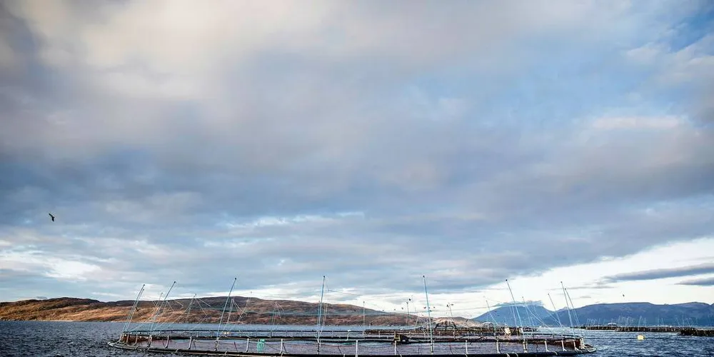 BESKATNING: Grunnrenten kan ikke begrunnes med at oppdretteren tjener penger på å høste en felles ressurs, skriver dagens gjest.Arkivfoto: Per Thrana