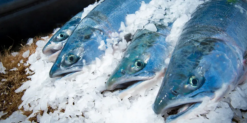Copper River salmon may have missed its market opportunity as other fisheries open up in Alaska.