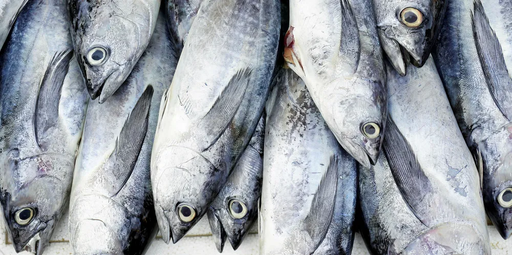Tuna prices are now lower than they've been in years.