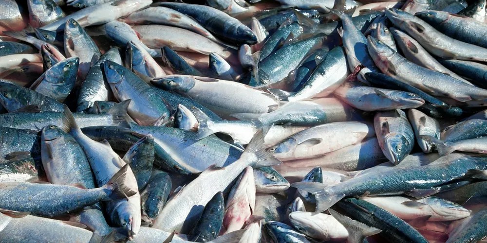 Between 2016 and 2017, the portion of H&G frozen fish increased by 33 percent to to 117.1 million pounds.