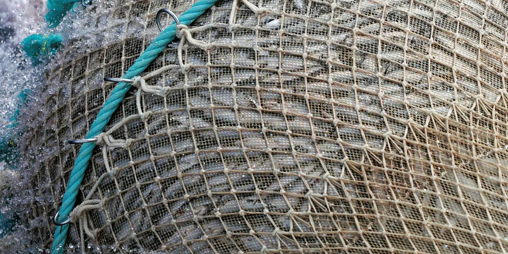 SEKKEN FULL: Her er et av halene i forsøksfisket på økosystemtoktet i Norskehavet, som fullføres denne uka.