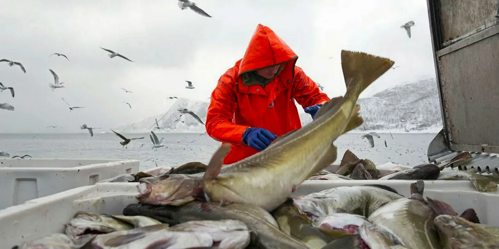 The International Council for the Exploration of the Sea (ICEA) recommended an increase in both cod and haddock quotas in the Barents Sea for 2021.﻿