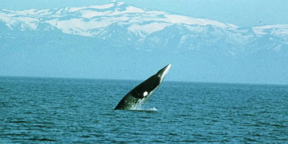 The Norwegian whaling industry is second only to Japan's in terms of number of whales killed.