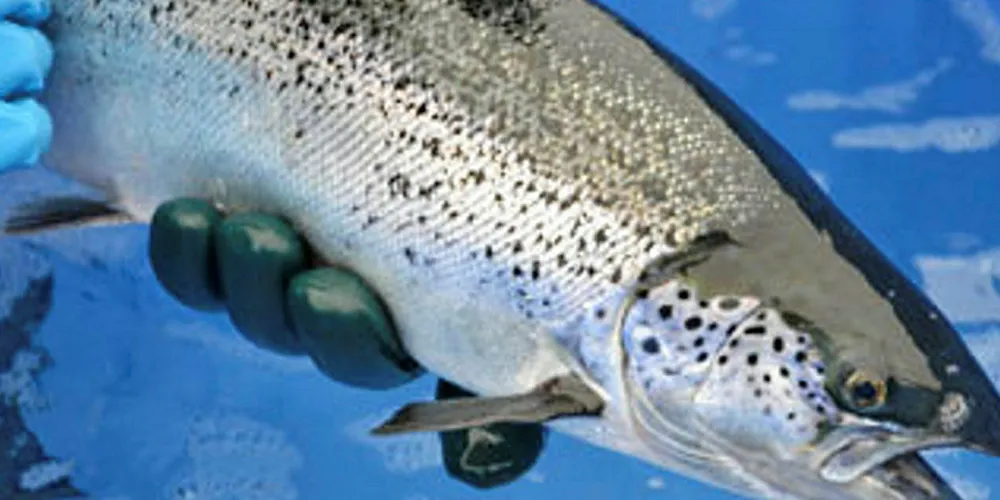 Cermaq will use a new non-medical treatment against sea lice in Chile.