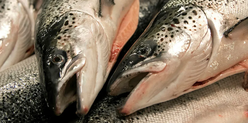West Coast Aquaculture skal produsere landbasert laks i Nevada.