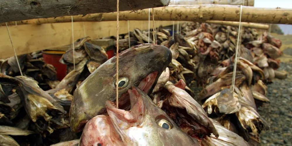 Fiskehoder på hjell. Foto: Thor Nielsen.