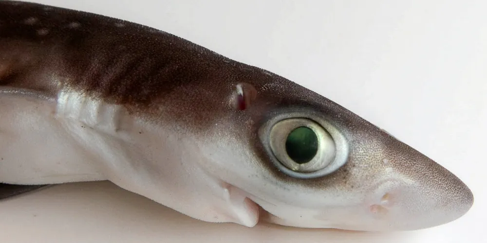 Et 26 døgns pigghåtokt skal gi svar på bestandsstørrelsen, men for forskningen er det ikke nødvendig å være bare der pigghåen varsles å være.
