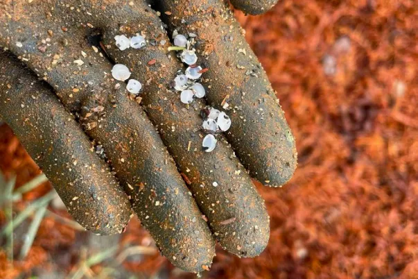 Plastkulene er omtrent tre millimeter tykke og har en diameter på opp til fem millimeter.