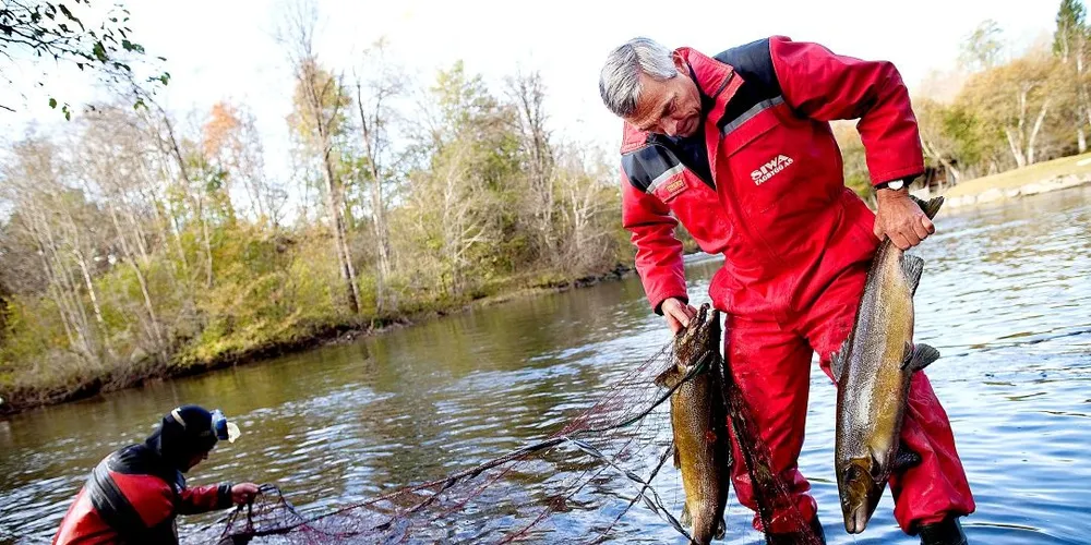 Hardanger: Havforskningsinstituttet må svare for forskning om oppdrettslaksens betydning for lus på villaks i elvene i Hardanger. Her fra Etne. Foto: Tomm W. Christiansen