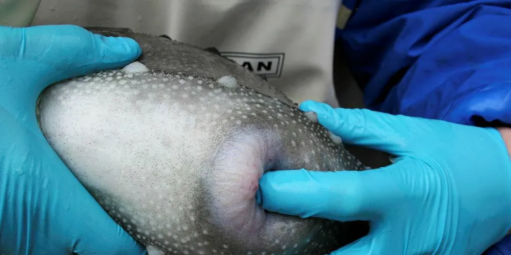 KRITIKK: Det norske rognkjeksfisket får kritikk av 66 miljøorganisasjoner og akademikere, som ikke mener det burde vært MSC-godkjent. Bildet er fra Nofimas forskning på fisken.Foto: Nofima