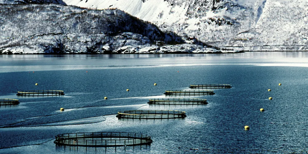 Norwegian seafood exports just keep on rising