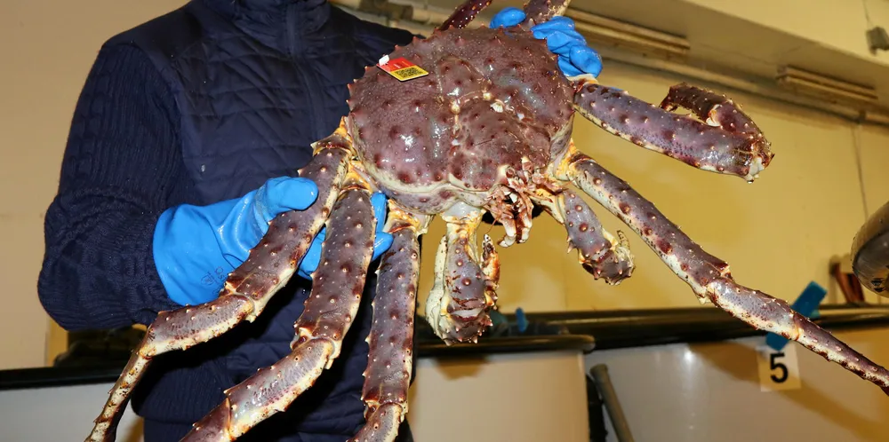 Selskapet Forsøl i Hammerfest skal gå i gang med fangst og oppfôring av små kongekrabber i merder.
