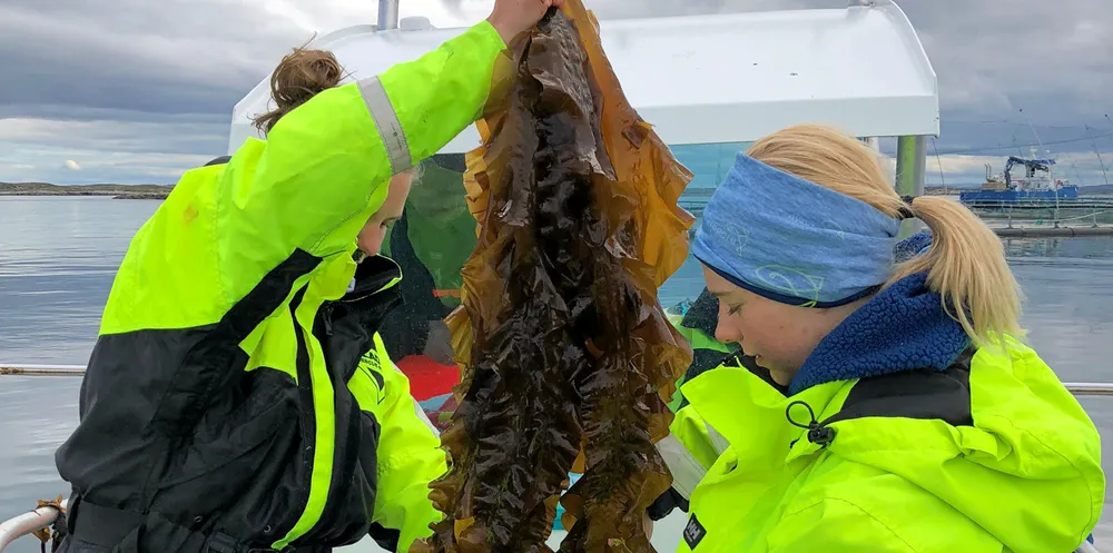 Hvis fiskeeksportloven endres slik at tang og tare blir definert som sjømat, kan Sjømatrådet begynne å markedsføre tang og tare.