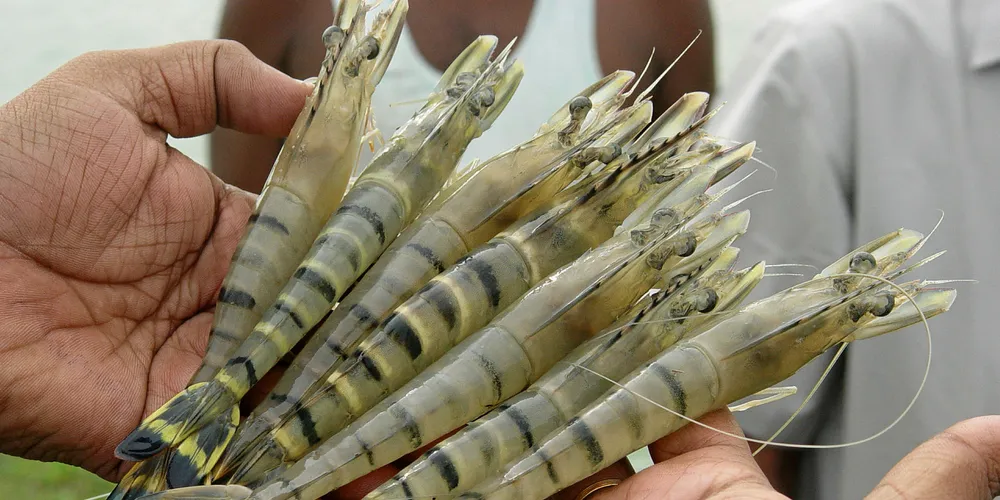 India's MPEDA to launch multi-species aquaculture complex