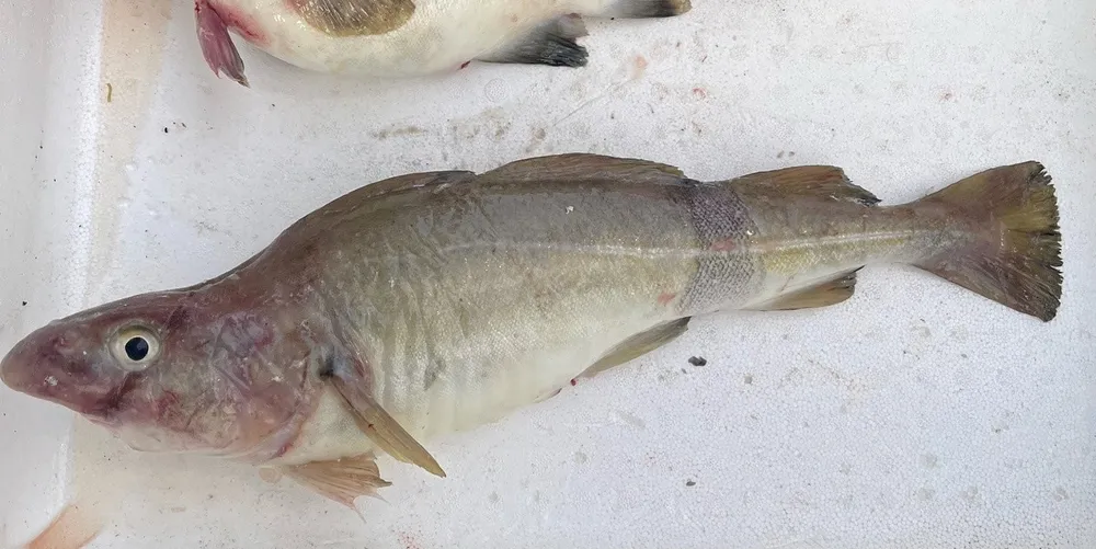 Denne torsken fekk fiskar Lars-Gøran Ulriksen på garn i Meløy i februar i år. Han mistenkte at det var oppdrettstorsk. Om fisken på bilete faktisk er oppdrettstorsk, er ikkje stadfesta, etter kva Fiskeribladet kjenner til.