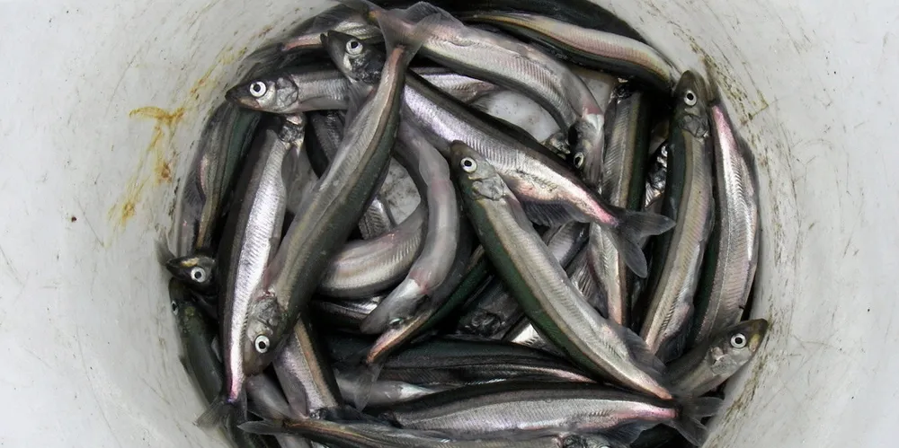 Until recently Iceland saw many years without a capelin fishing season.
