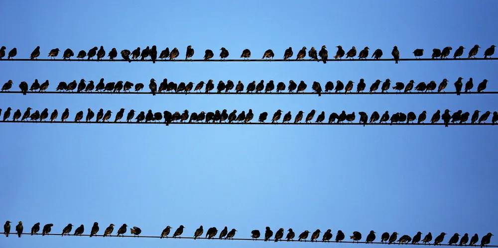 Birds rest on electricity wires in the Golan Heights.