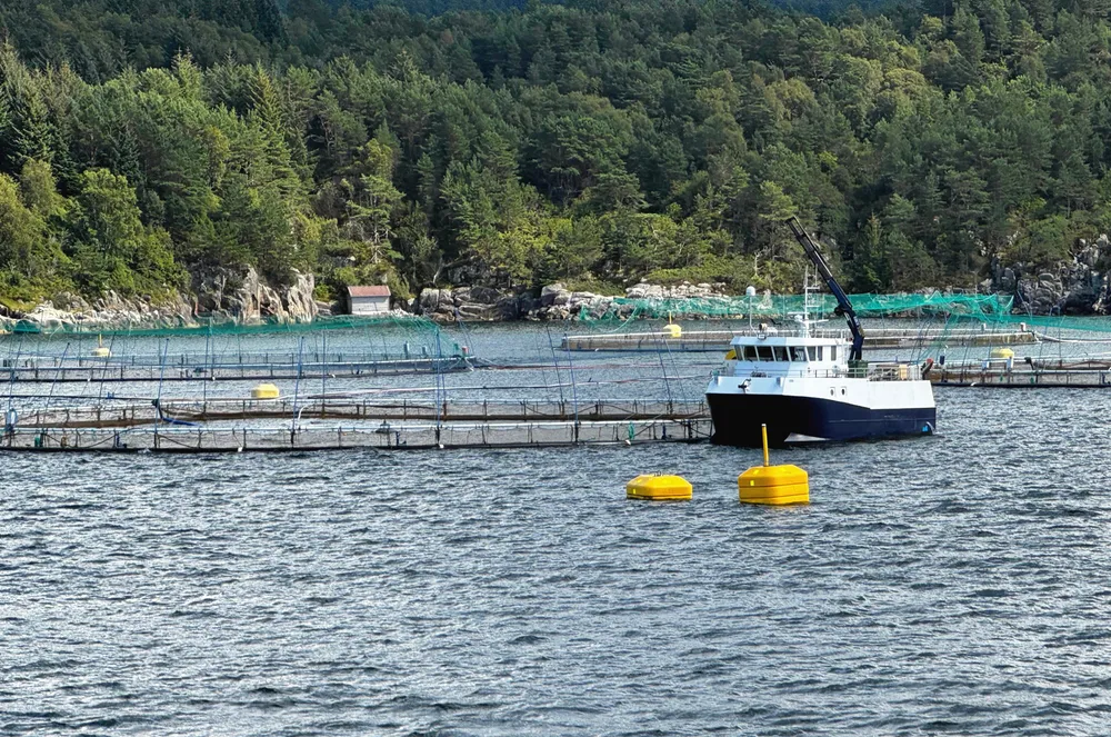 Lokaliteten Kvernavika til Lerøy er en av dem som fikk varsel om nedtrekk. Lerøy er også ett av mange selskap som går rettens vei for å få utsatt årets nedtrekk.