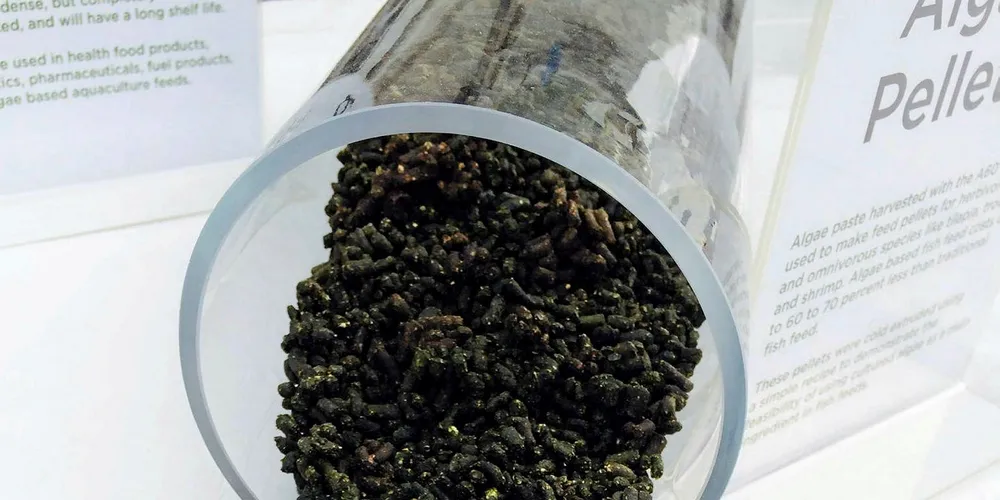 US firms form algae, plant-based aquaculture feed JV