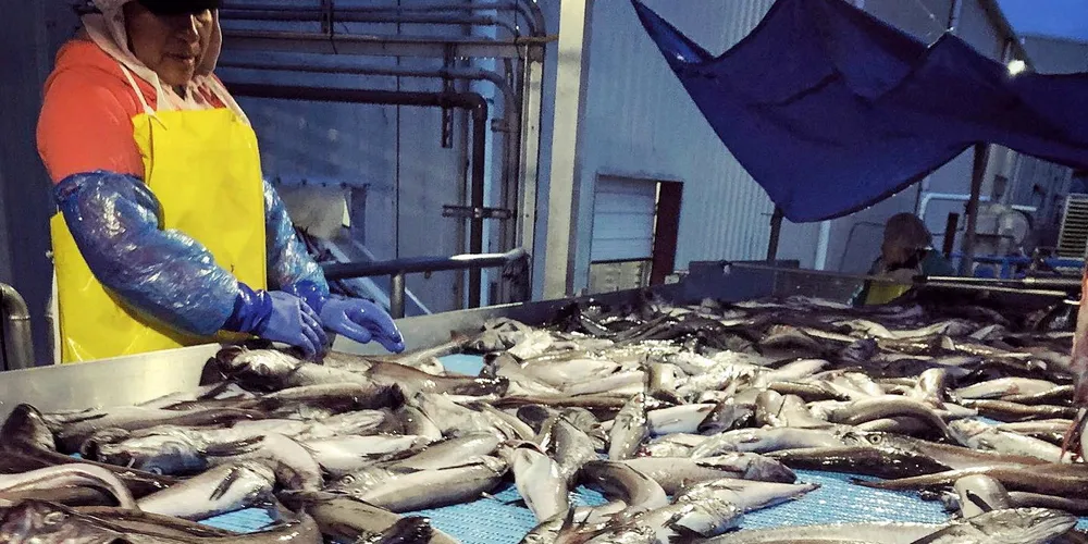 A worker processes hake at Bornstein Seafoods in Astoria, Oregon.