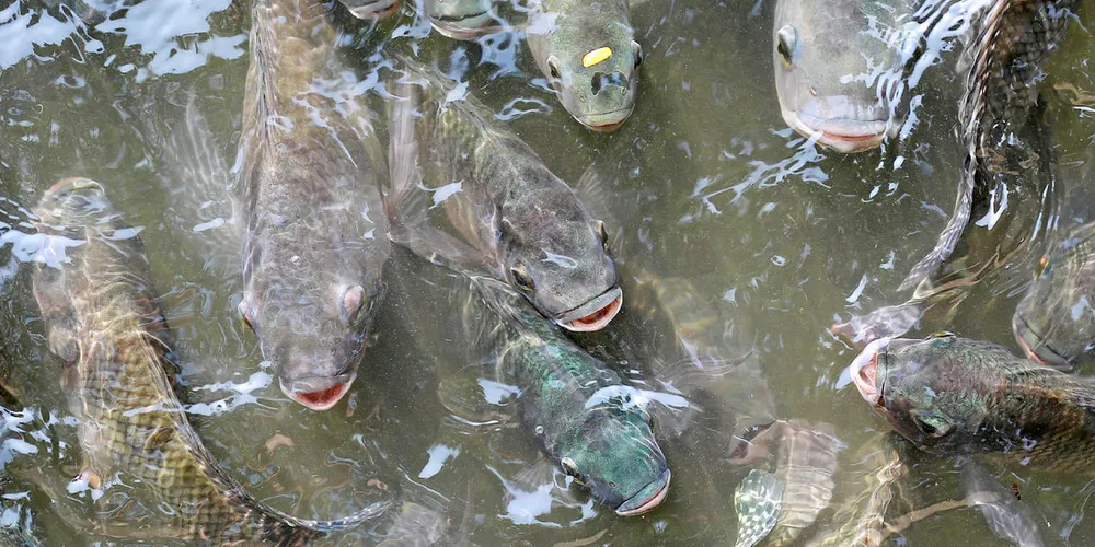 The farm was operating in the lower Volta river.