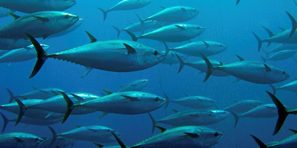 School of tuna.