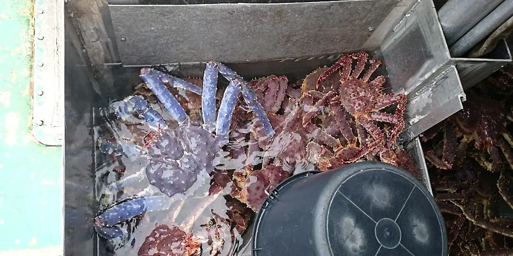 Stig Meyer fikk fire blå kongekrabber i år. Men prisen er den samme som for de røde. Foto: Stig Meyer.