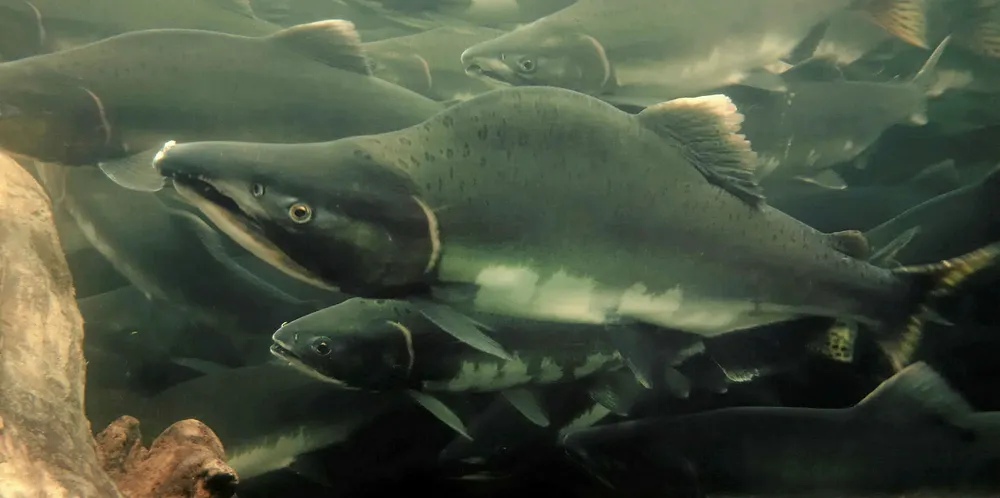 Pacific Pink salmon. Unprecedented numbers of Pacific pink salmon were reported within inshore coastal waters and rivers in Scotland and England in 2017.