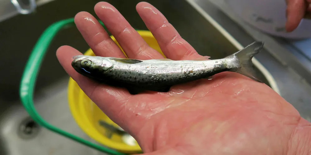 Proposed Cermaq Norway facility could lead to self-sufficient salmon smolt strategy