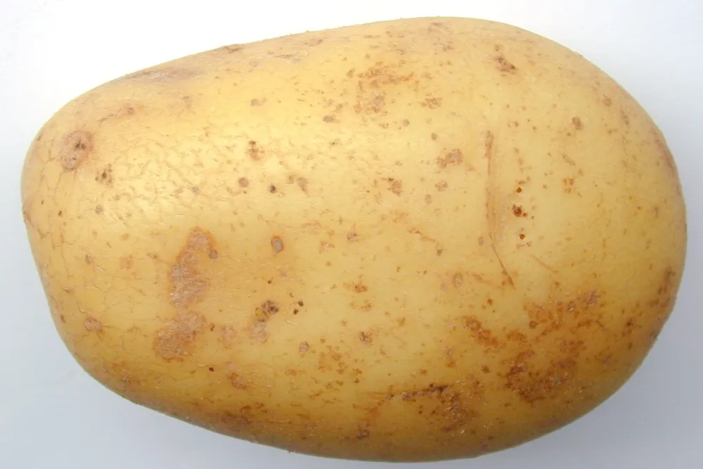 Circle, Exxoil ready Tunisia spud