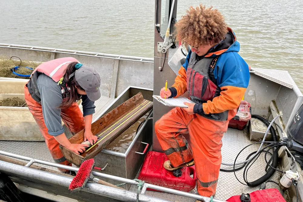 A Kuskokwim River Inter-Tribal Fish Commission sonar test fishing crew counts the haul from their afternoon drifts. The tribal commission is asking the US pollock industry to impose a chum salmon bycatch cap, with the help of the NPFMC.