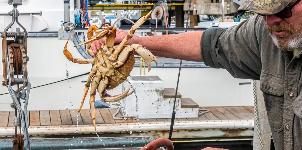 Typically, 75 percent of total catches in the fishery are caught in the first two months of the season.