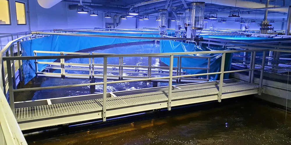 LAKS I KAR: Fredrikstad Seafood er første anlegg i Norge som produserer stor laks på land på land.