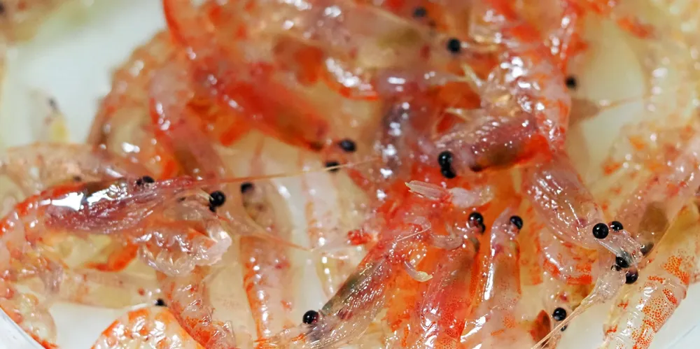 Krill spiller en stor rolle i økosystemet lengst sør på kloden. Dette bildet er tatt i 2020.